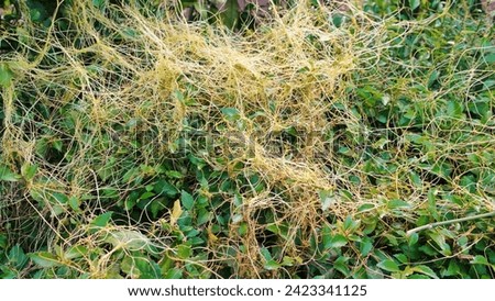 The 'Tali putri' plant or Cuscuta eorapaea which resembles a yellow thread and lives on other plants. Royalty-Free Stock Photo #2423341125