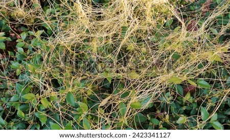 The 'Tali putri' plant or Cuscuta eorapaea which resembles a yellow thread and lives on other plants. Royalty-Free Stock Photo #2423341127
