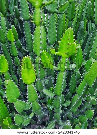 Close up picture of lush Candle cactus plant grow as garden decoration