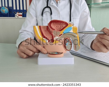 Doctor uses anatomical model to explain male urinary system. Model labeled with parts, doctor points and explains how they work together for urinary function, ensuring patient comprehension. Royalty-Free Stock Photo #2423351343