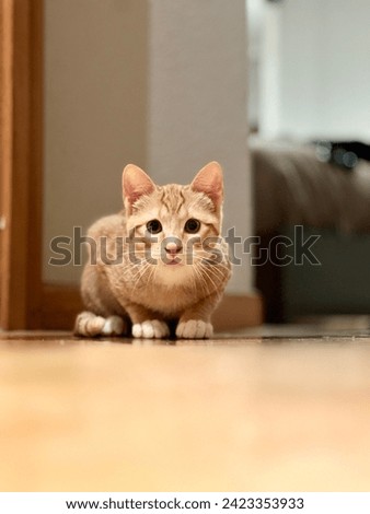 An attentive orange tabby cat sitting on a wooden floor inside a house, looking directly at the camera.