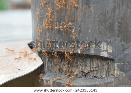 fire ants crawling on the walls