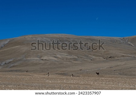 Barren Beauty from Leh in India Royalty-Free Stock Photo #2423357907