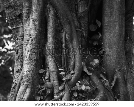banyan tree roots black and white picture