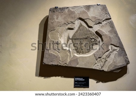 Exhibition of the great meteorite that destroyed the era of the dinosaurs at zero hour, pantheology shows us some remains found in the Yucatan Peninsula Mexico