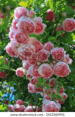 Beautiful pink english climbing roses in bright sunshine in the perennial cottage garden in summer. Royalty-Free Stock Photo #2423360901