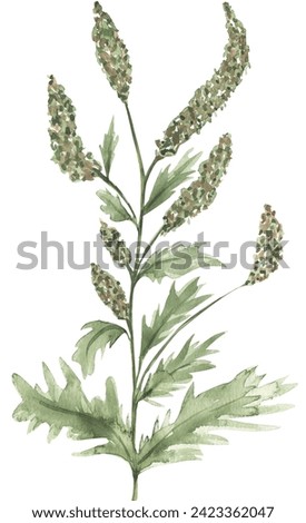 Watercolor ragweed floral illustration, wildflower clipart, meadow floral clip art