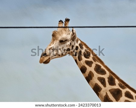 A closeup of a giraffe standing behind a wire.