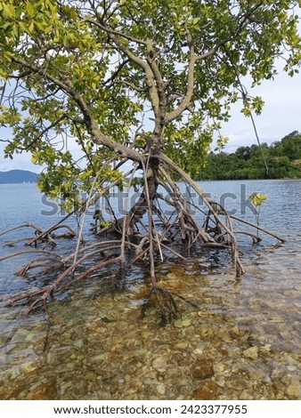 mangrove trees that grow on the beach