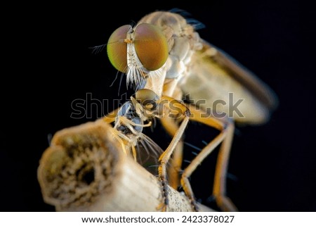 Mini robber fly with prey Royalty-Free Stock Photo #2423378027
