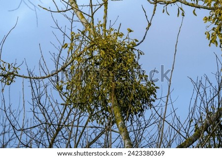 Green mistletoe, parasite on the tree, view from below