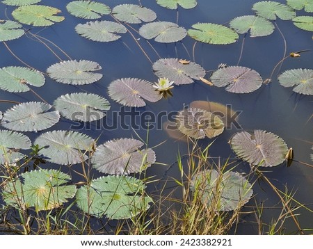 A macro picture of lotus leaves with a solitary white flower.