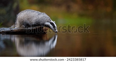 Close up, low angle, side, panoramic view of  European badger, Meles meles, drinking water from forest pond. Black and white striped forest animal in colorful autumn spruce forest. 