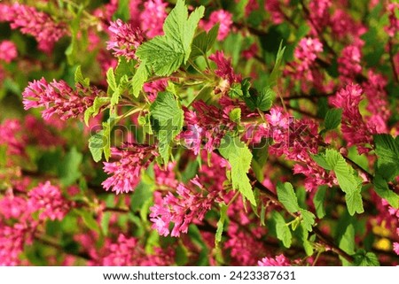Red flowering currant, or Ribes sanguineum flowers in a garden Royalty-Free Stock Photo #2423387631