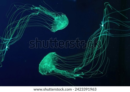 Fluorescent jellyfish swim underwater in aquarium pool with green neon light. The Atlantic sea nettle chrysaora quinquecirrha in blue water, ocean. Theriology, tourism, diving, undersea life.
