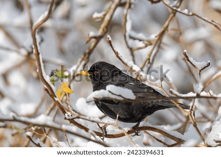 Winter photo of a blackbird searching for food in dense branches