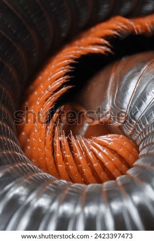 shape and texture of millipedes