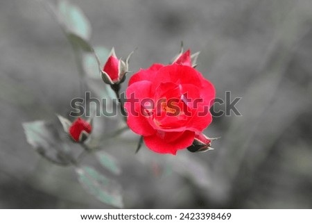 Blooming red rose and red buds, blurred black and white background for text, floral image