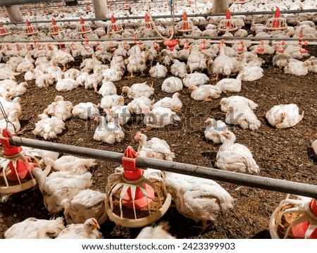 Broiler chickens live white hens birds animals in a control shed poultry farm inner view chicks livepoulet livepollo view frango image stock photo 