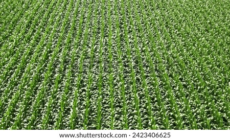 Corn field aerial drone picture