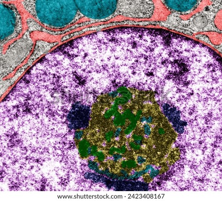 Protein-secreting cell with nuclear envelope and RER (red), nucleolus fibrillar (green) and granular (yellow) and associated chromatin (dark blue), and secretory granules (light blue). Coloured TEM Royalty-Free Stock Photo #2423408167