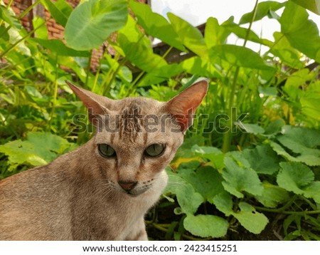 cute village cat with beautiful eyes