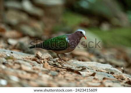 Grey-capped Emerald Dove, Emerald Dove Green-winged Dove Chalcophaps indica standing on the ground.
​