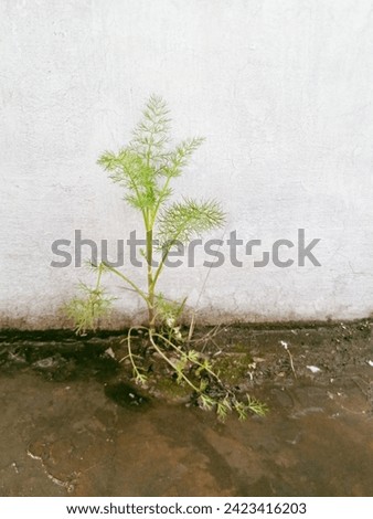 The small fennel plant picture