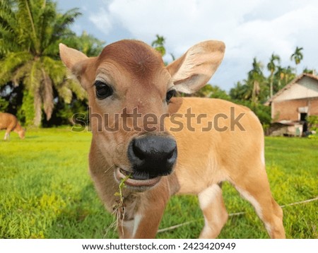 cute expression of calf looking at the camera