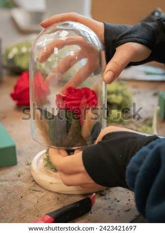 Preserved rose being placed in glass bell by hands of young woman Royalty-Free Stock Photo #2423421697