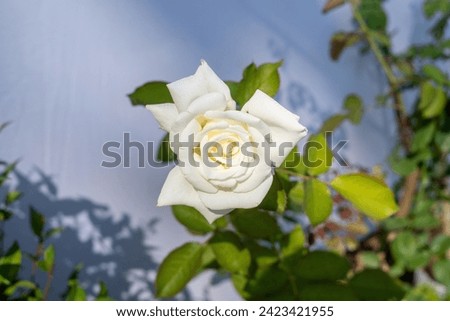 white rose flower  with white  background