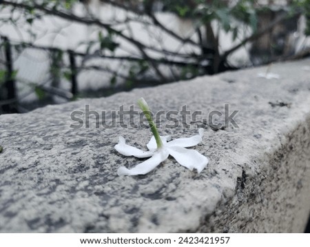 White Jasmine Flowers for house planting and social media background.