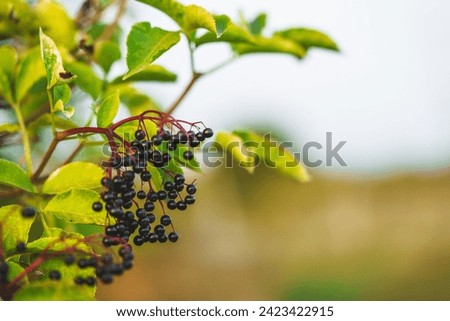 Close-up on elderberries still hanging from the tree. Black Elderberries (Sambucus nigra) pictured with green leaves in the background. Commonly referred to as Elder, Black Elder or European Elder.