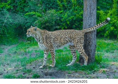 beautiful adult cheetah walks around its territory and marks trees. Nature and animals background