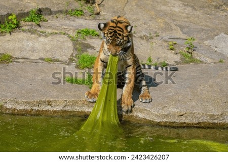 young cheerful tiger cubs frolic and play near the pond. bright sunny beautiful natural background