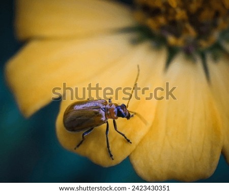 Small insects on yellow flower petals 