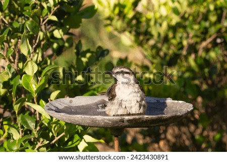 Chalk-browed mockingbird taking a bath in a water fountain in the garden