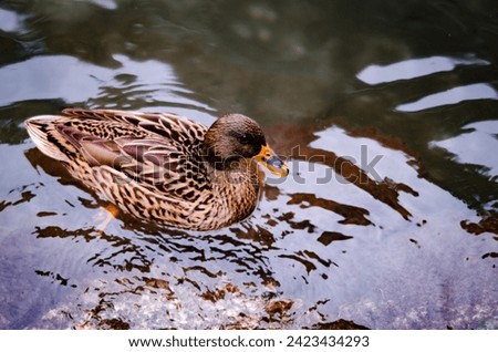 Brown duck on rippled water