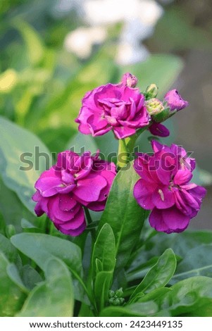  beautiful HD matthiola incana, care, incana flower,plant,incana cut flowers,grow stock,incana,free stock footage of bloomi hd 