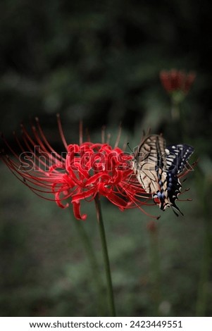 I took pictures of red spider lilies and swallowtail butterflies at a temple.