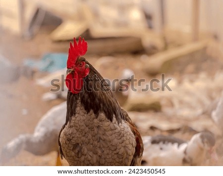 A big, strong rooster with an intensely red crest in his yard among ducks.A brave proud rooster glares at the alleged intruder with challenge . Royalty-Free Stock Photo #2423450545