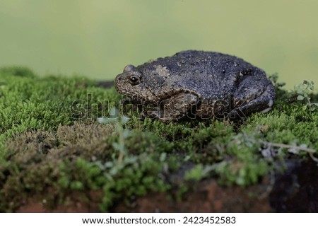 A Muller's narrow mouth frog is hunting for small insects on the damp moss-covered ground. This amphibian has the scientific name Kaloula baleata.