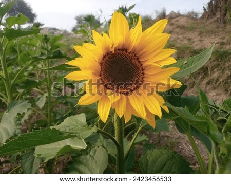 Sunflowers Images. Sunflowers Photos. Beautiful flowers Pictures. Nature flowers.