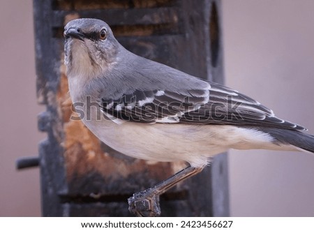 A Northern Mockingbord on the peanut butter bird feeder                               