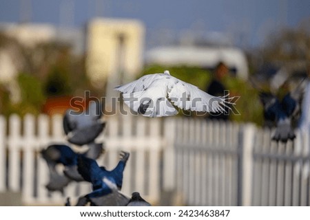 White pigeon flying with open wings, Dove in the air with wings wide open in front of the blue sky