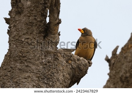 oxpecker birds sit on a tree in Maasai Mara NP