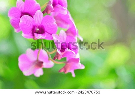 The orchid flower, this is a beautiful flower with the green background at the garden. This picture can be used as a botanical illustration.