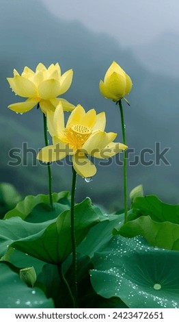 Golden sunshine illuminates delicate yellow lotus flowers, each adorned with glistening raindrops.