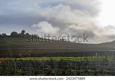 Winter time on Champagne grand cru vineyards near Verzenay, Verzy, Mailly, rows of old grape vines without leave, wine making in France Royalty-Free Stock Photo #2423475889