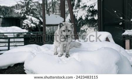 An artic fox playing in the snow alone